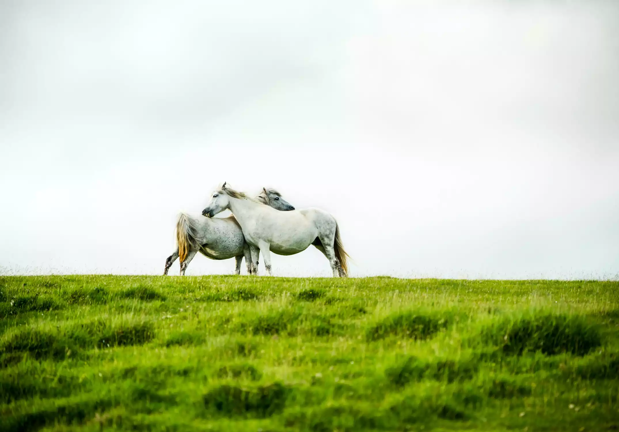 Secure Horse Welfare
